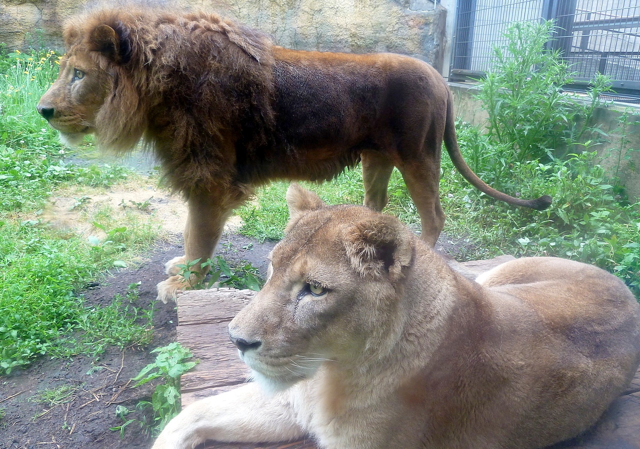 北海道の旭山動物園の観光旅行 ライオン