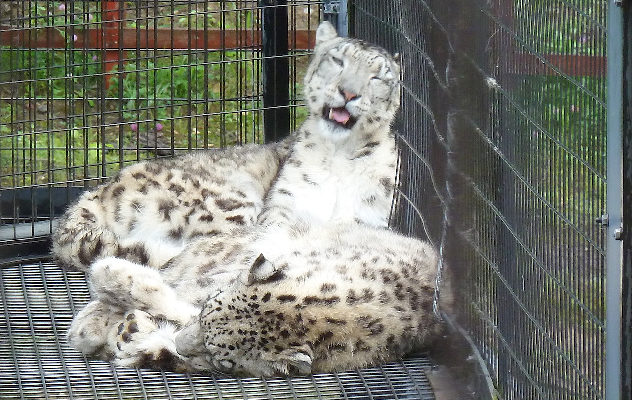 北海道の旭山動物園の観光旅行 ユキヒョウ