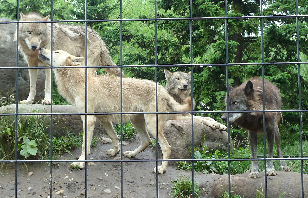 北海道の旭山動物園の観光旅行 シンリンオオカミ