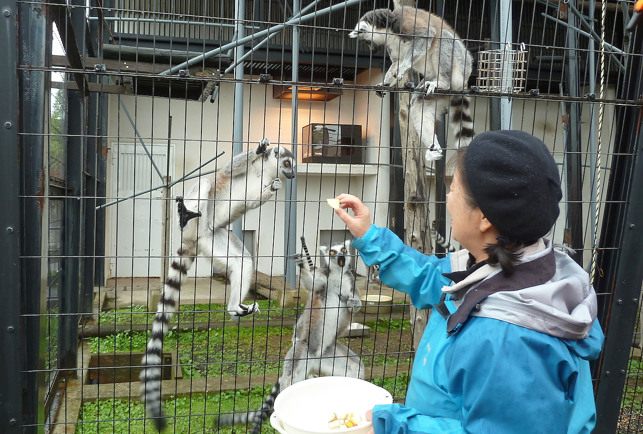 北海道の旭山動物園の観光旅行 ワオキツネザル