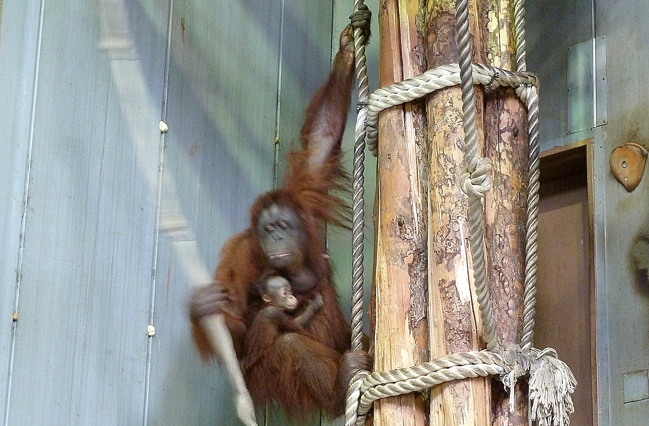 北海道の旭山動物園の観光旅行 オランウータン