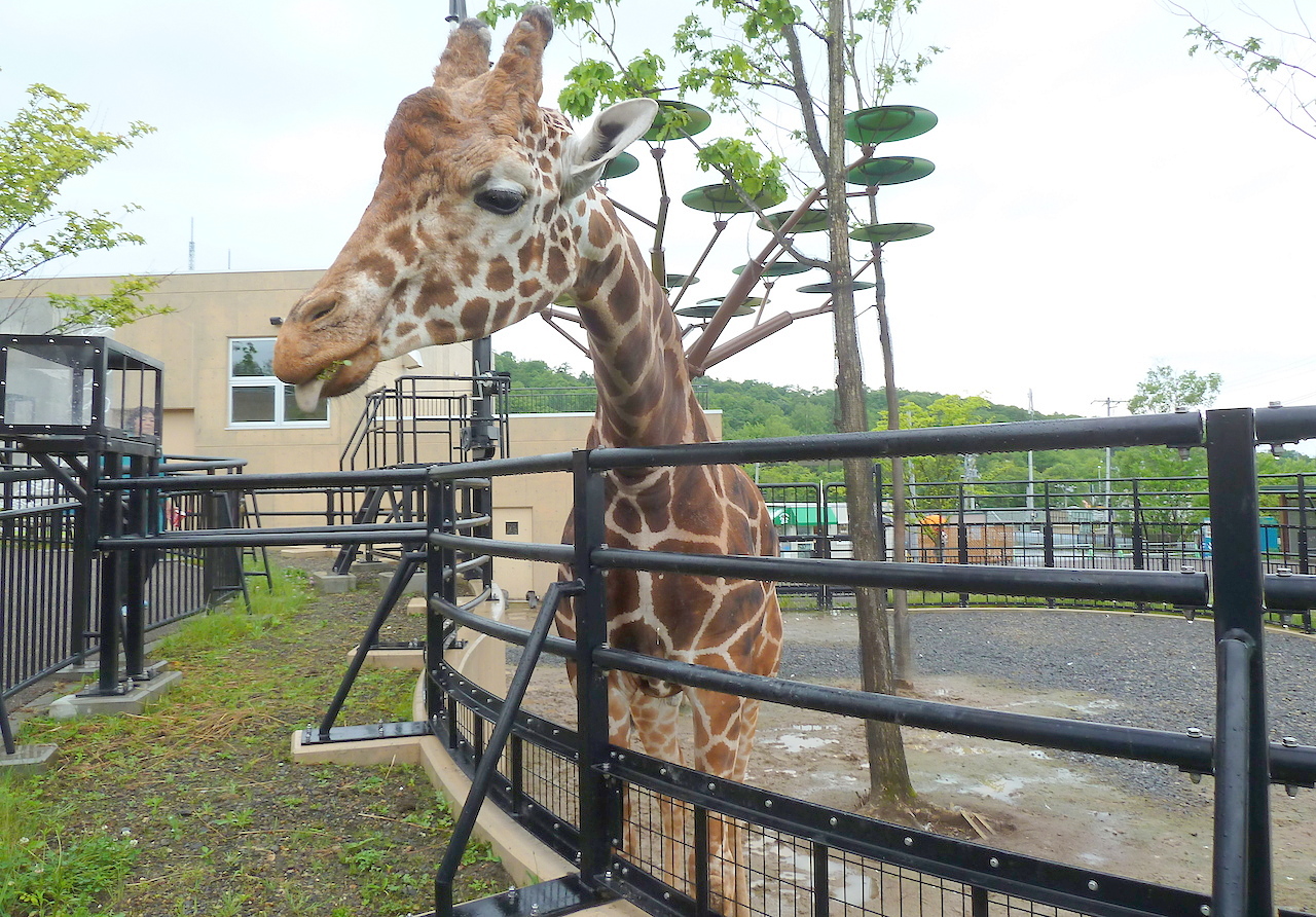 北海道の旭山動物園の観光旅行 キリン