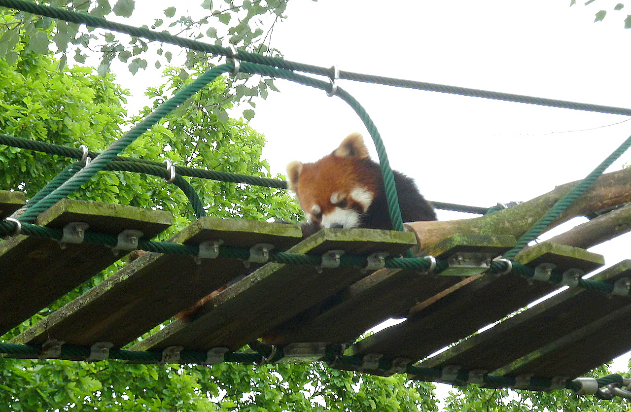 北海道の旭山動物園の観光旅行 レッサーパンダ