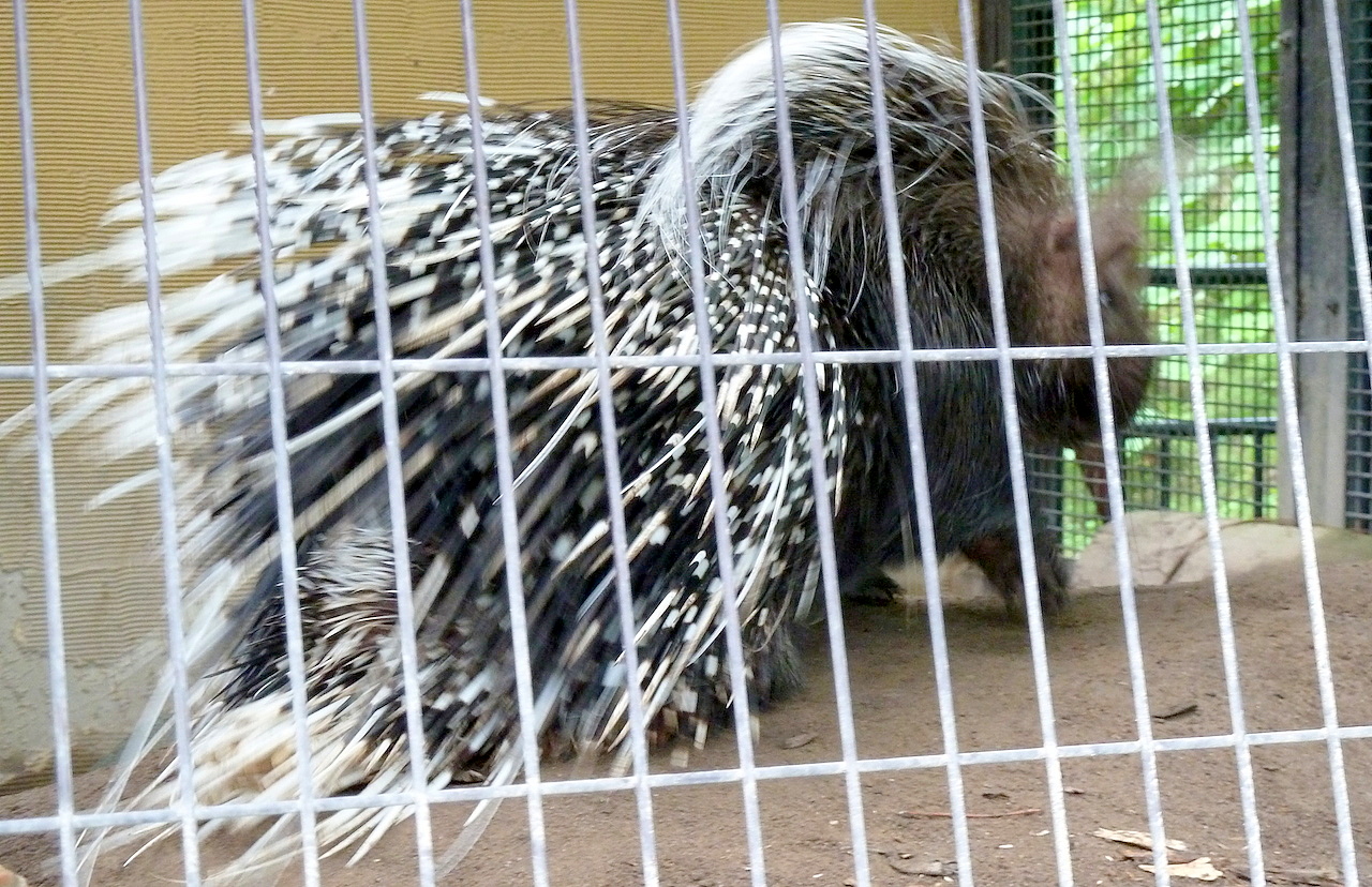 北海道の旭山動物園の観光旅行 ヤマアラシ