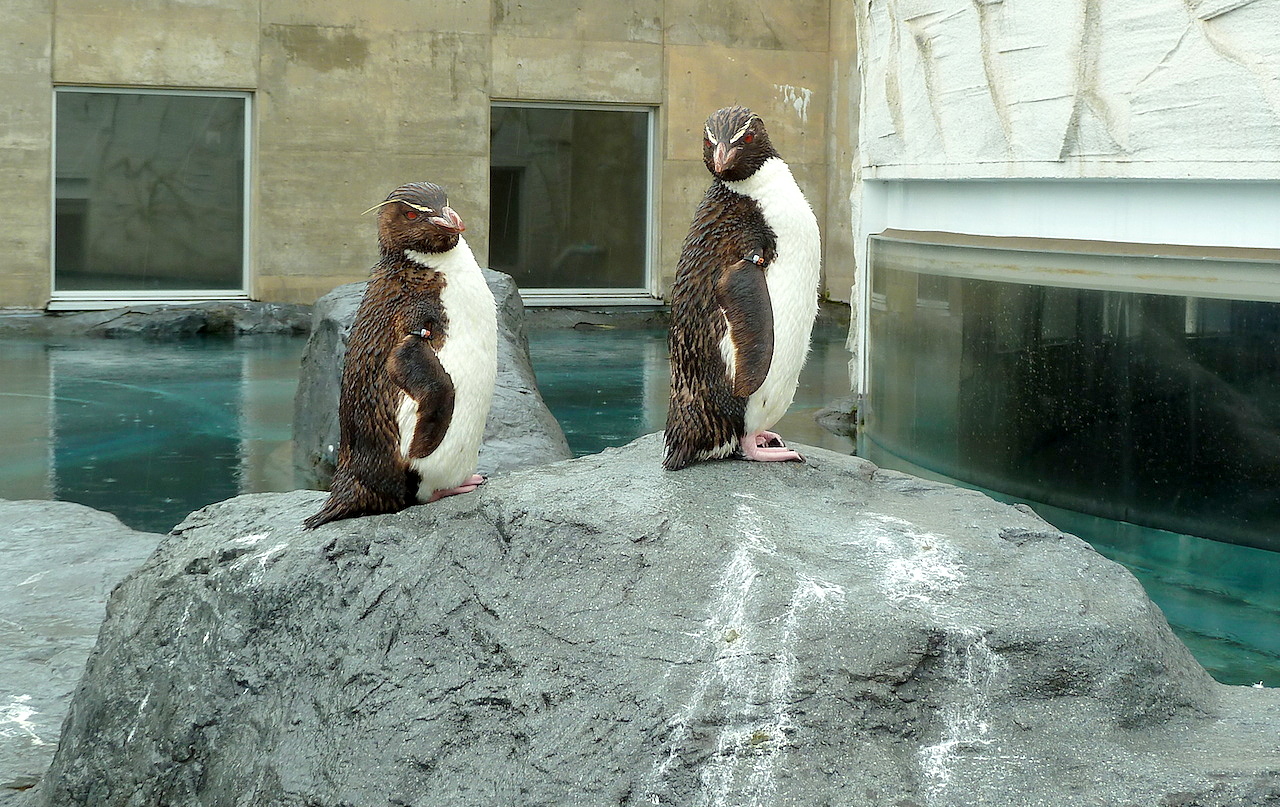 北海道の旭山動物園の観光旅行 ペンギン
