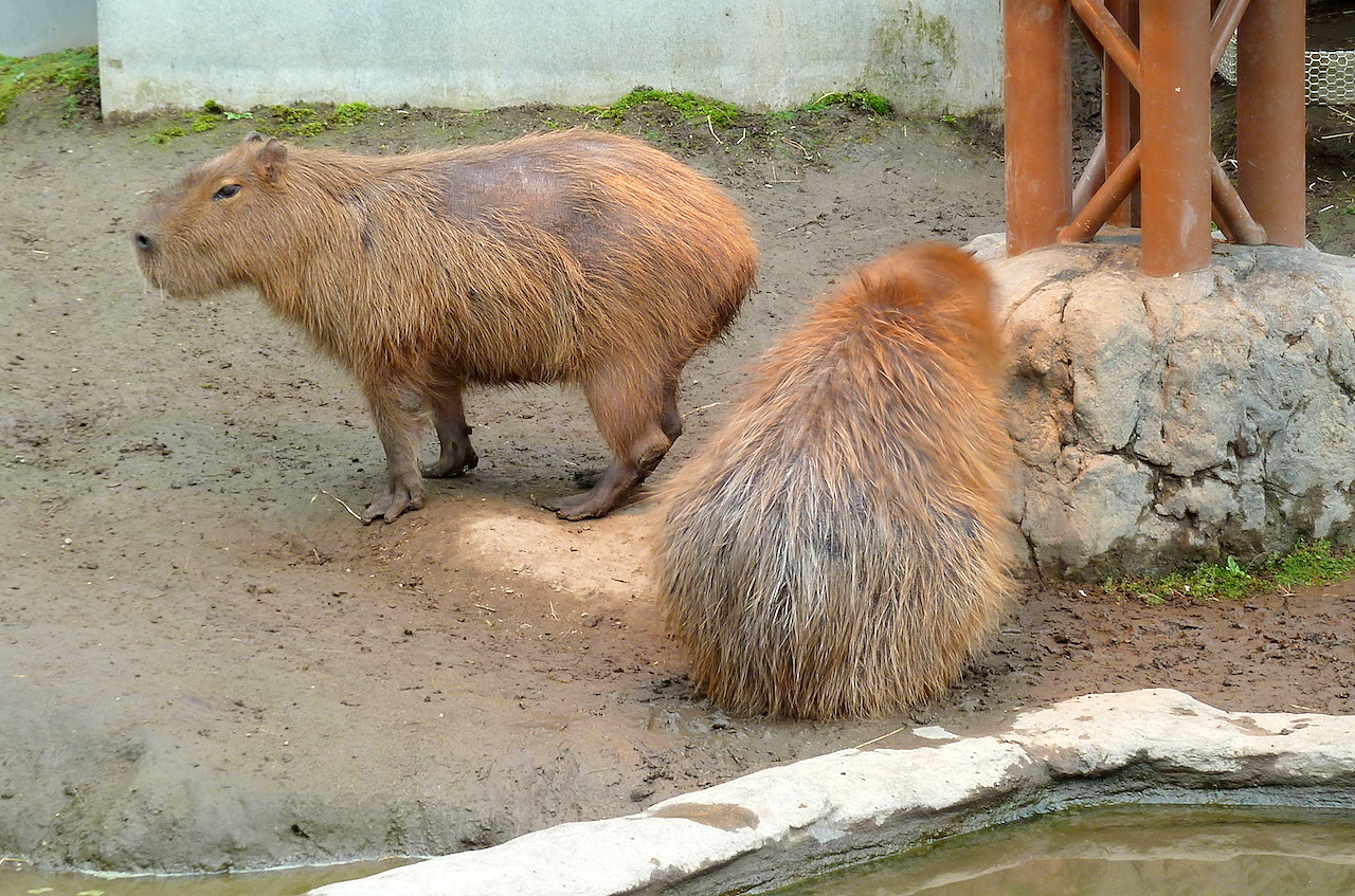 北海道の旭山動物園の観光旅行 カピバラ