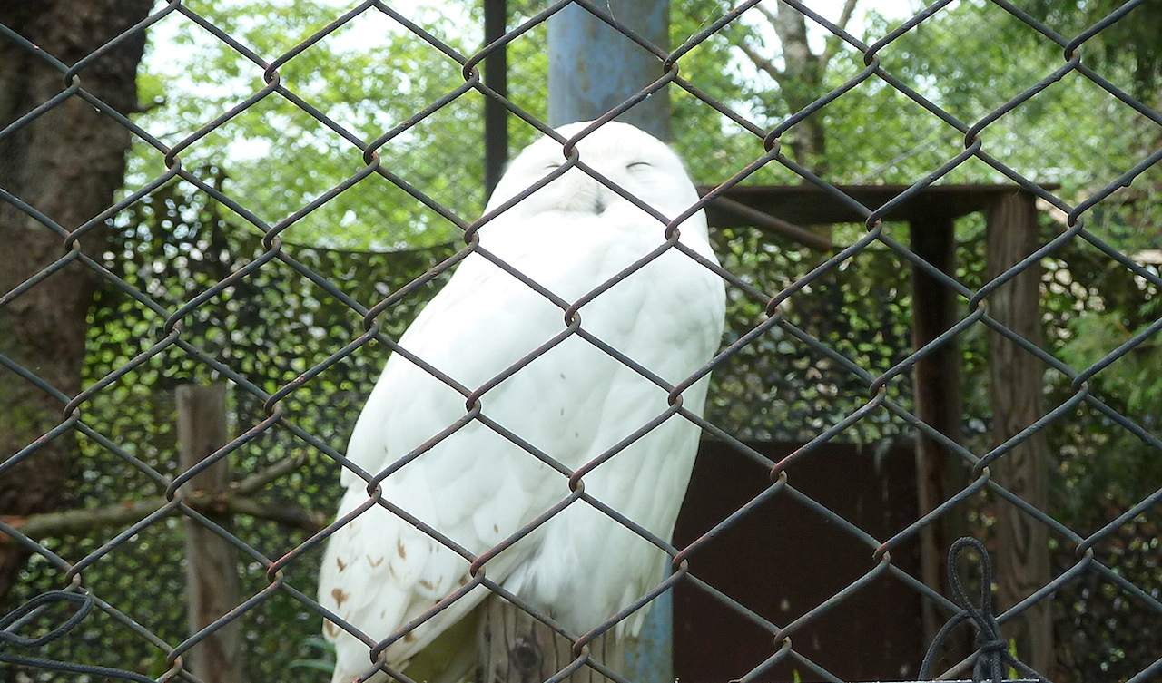 北海道の旭山動物園の観光旅行 シロフクロウ