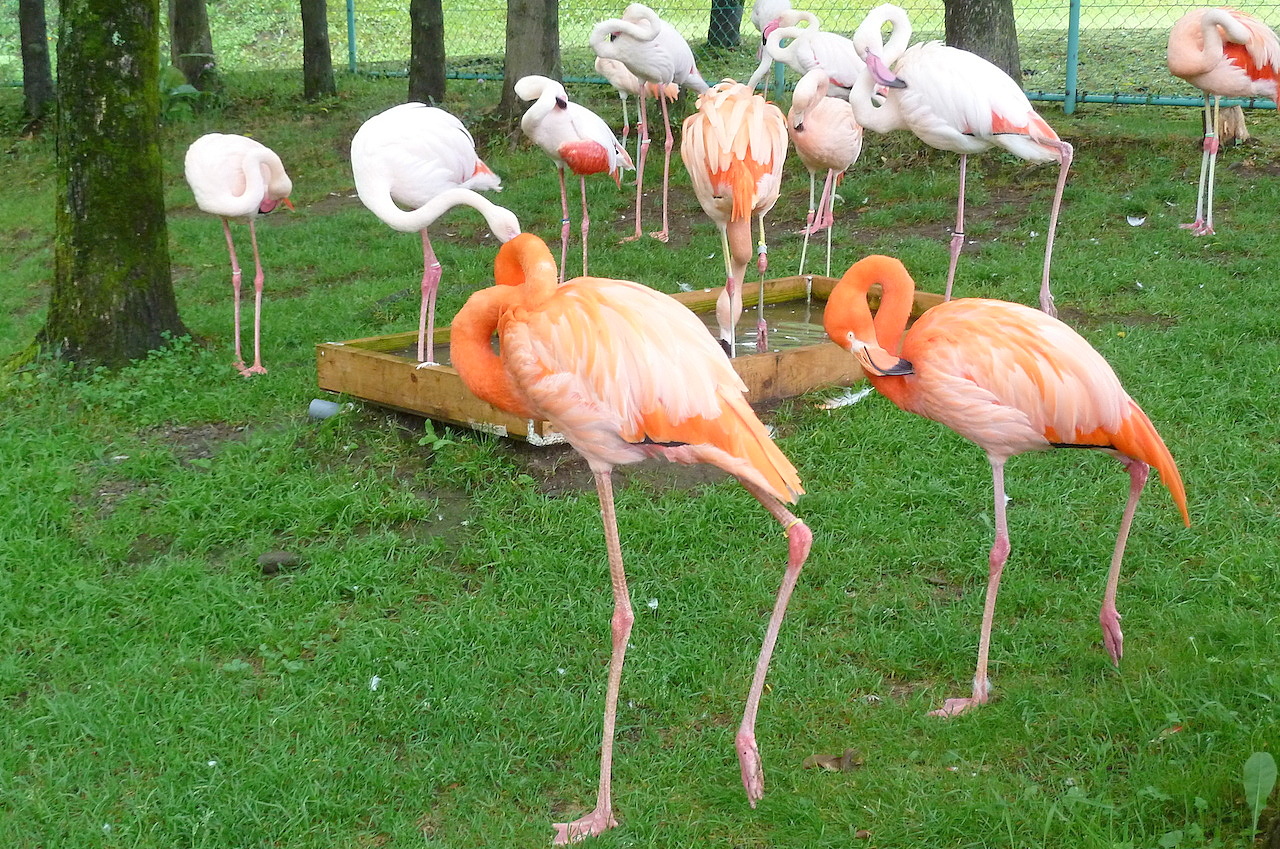 北海道の旭山動物園の観光旅行 フラミンゴ