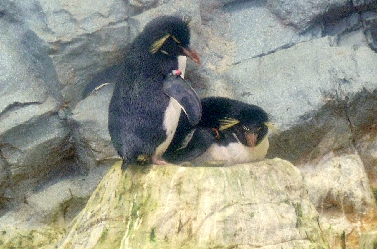 北海道の旭山動物園の観光旅行 ペンギン