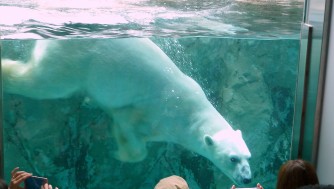 【北海道旅行】旭川の旭山動物園を写真動画で紹介!もぐもぐタイムは見逃すな