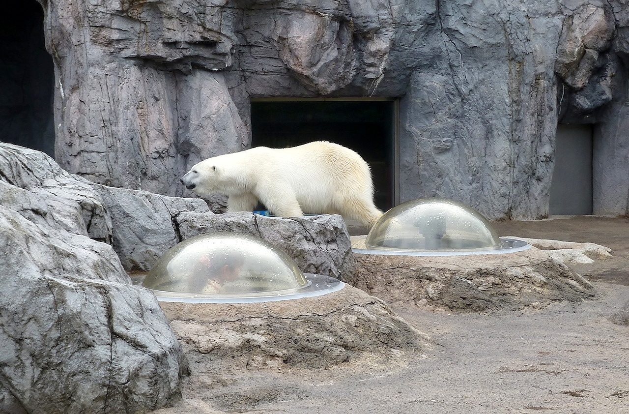 北海道の旭山動物園の観光旅行 ホッキョクグマ/しろくま