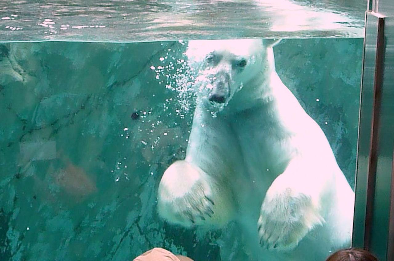北海道の旭山動物園の観光旅行 ホッキョクグマ/しろくま