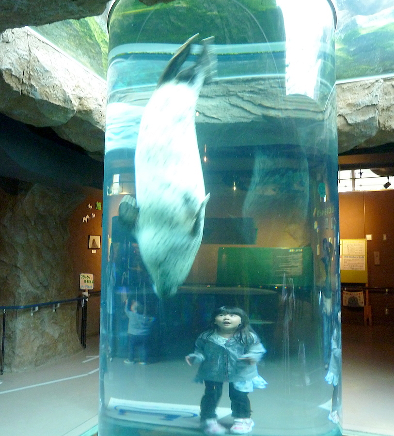 北海道の旭山動物園の観光旅行 アザラシ