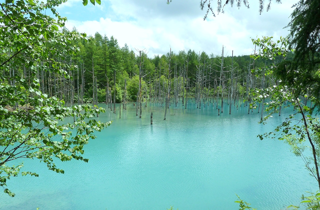 北海道の美瑛の観光旅行 青い池