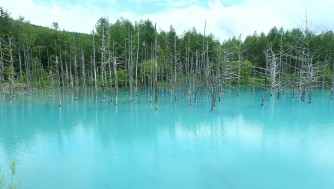 【北海道旅行】美瑛の青い池とおすすめ観光ルート紹介!車なしの行き方も
