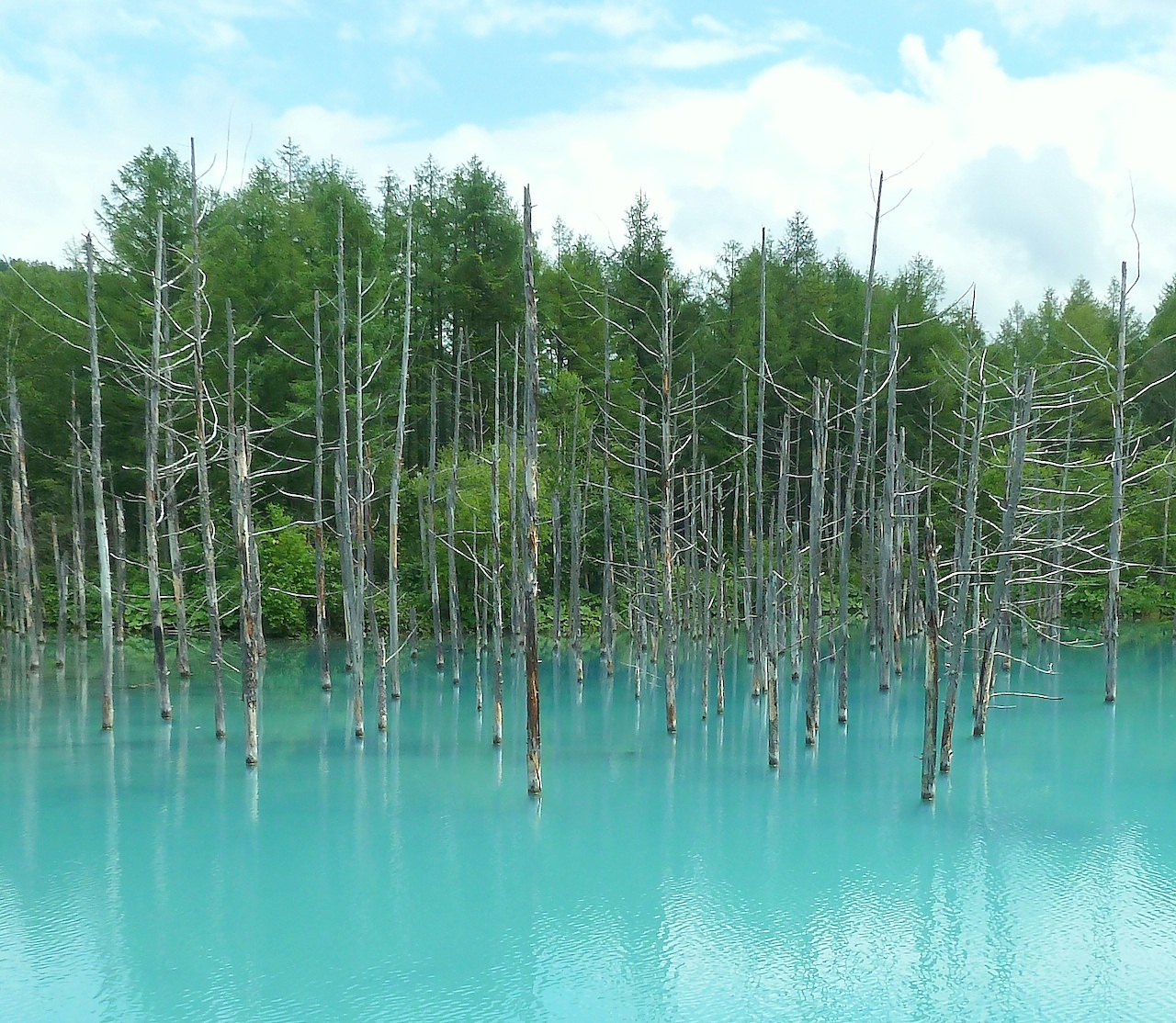 北海道の美瑛の観光旅行 青い池