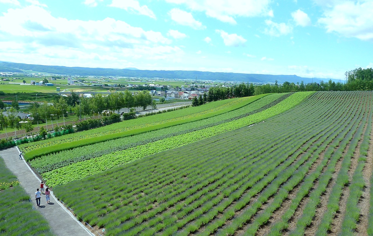 北海道の富良野の観光旅行 ファーム富田のラベンダー園