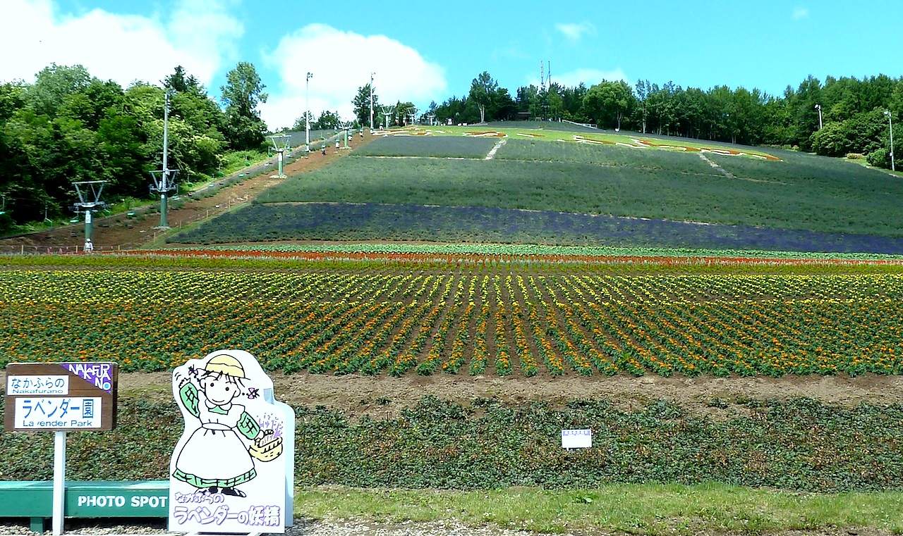 北海道の富良野の観光旅行 北星山町営ラベンダー園