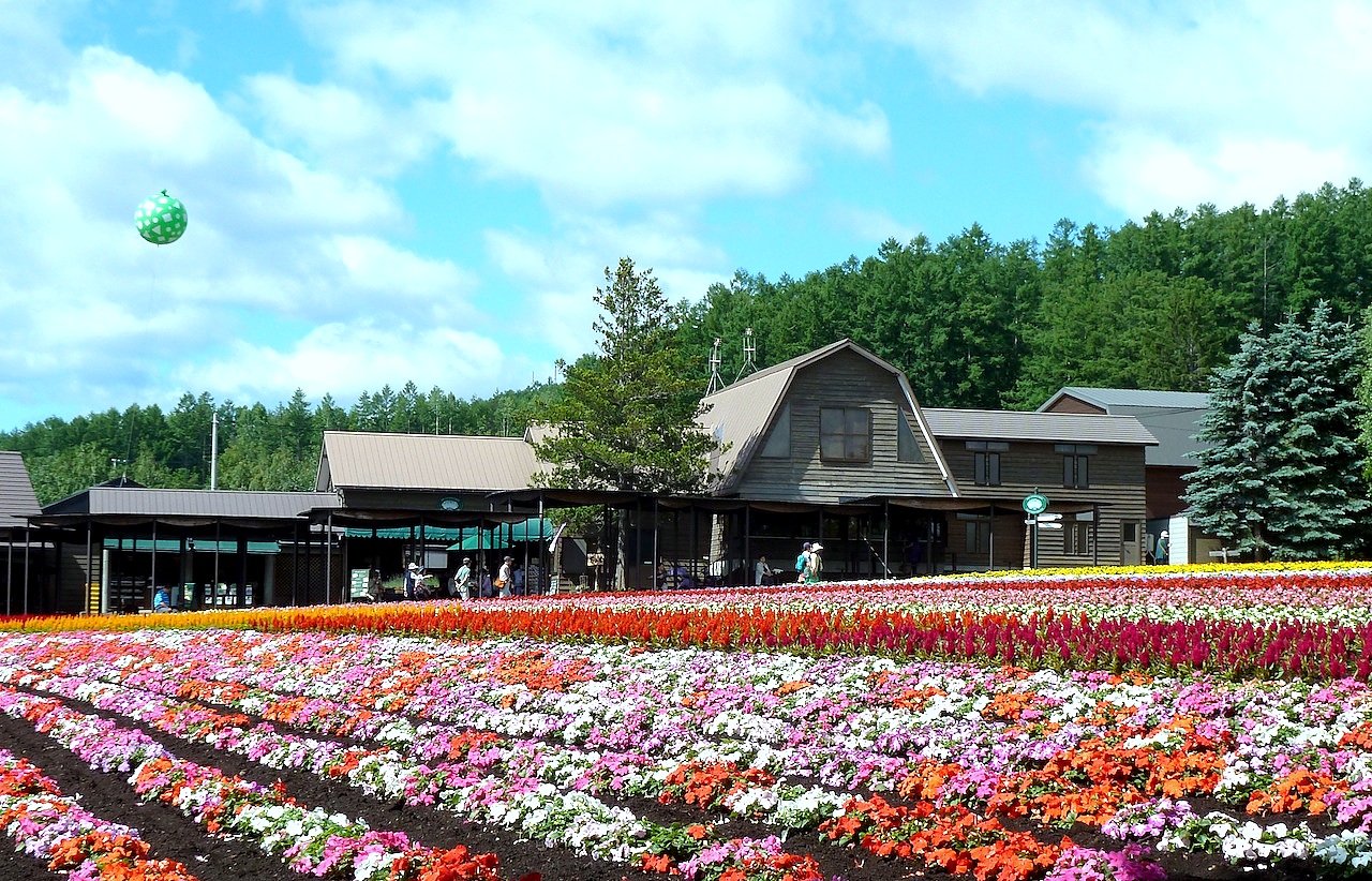 北海道の富良野の観光旅行 ファーム富田のラベンダー園