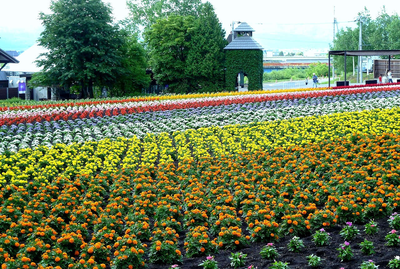 北海道の富良野の観光旅行 ファーム富田のラベンダー園