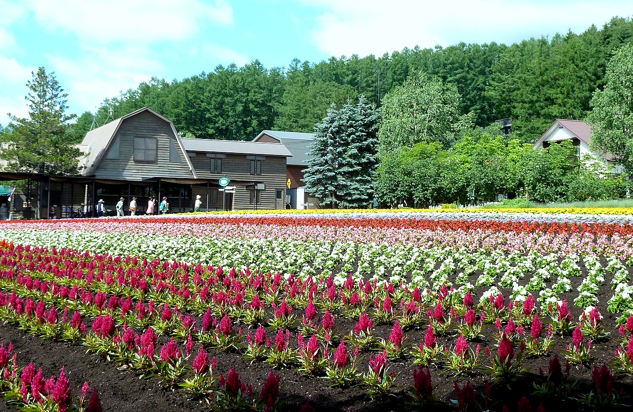 北海道の富良野の観光旅行 ファーム富田のラベンダー園
