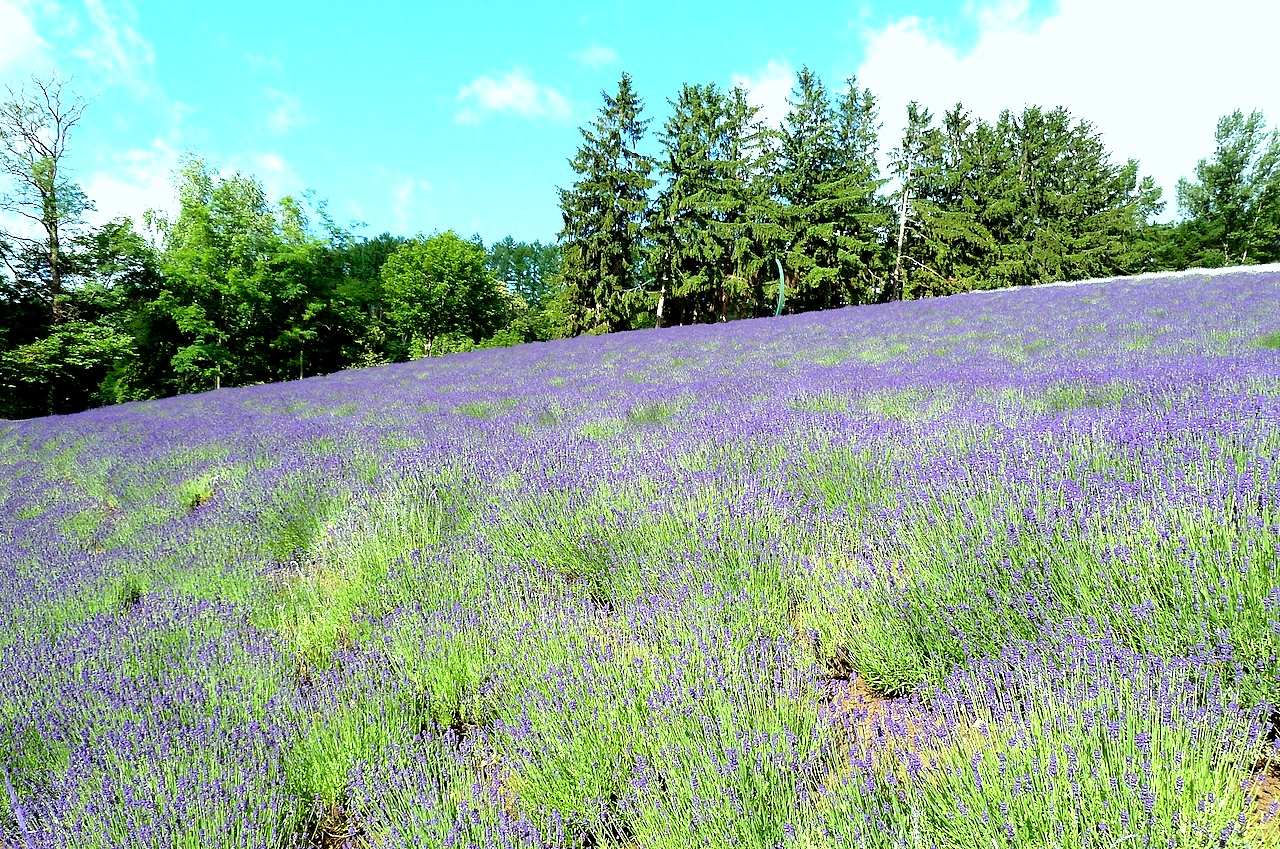 北海道の富良野の観光旅行 ファーム富田のラベンダー園