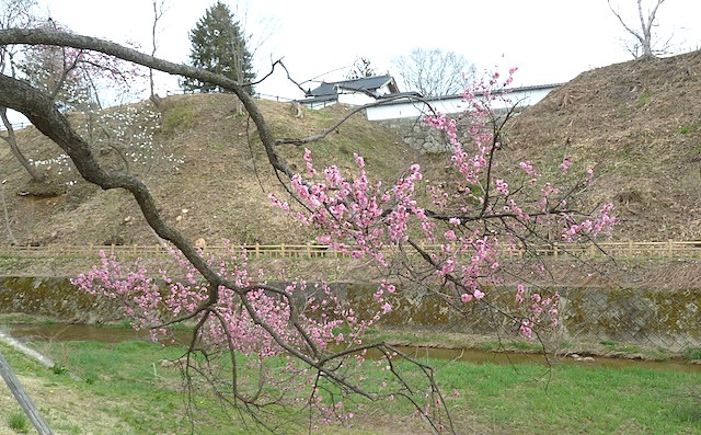 花巻城跡（鳥谷ヶ崎城）と桜
