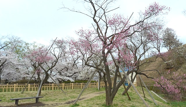 花巻城跡（鳥谷ヶ崎城）と桜