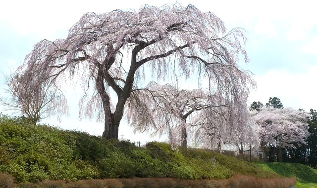 世界遺産・平泉旅行。毛越寺近くの立派な桜