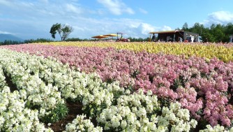 【北海道旅行】初夏の道南/道央の観光やグルメを満喫!車なし1週間プランを紹介