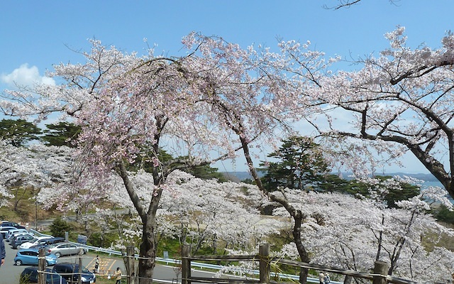 宮城県の松島 西行戻しの松公園の桜満開