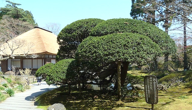 宮城県の松島の円通院の樹齢700年