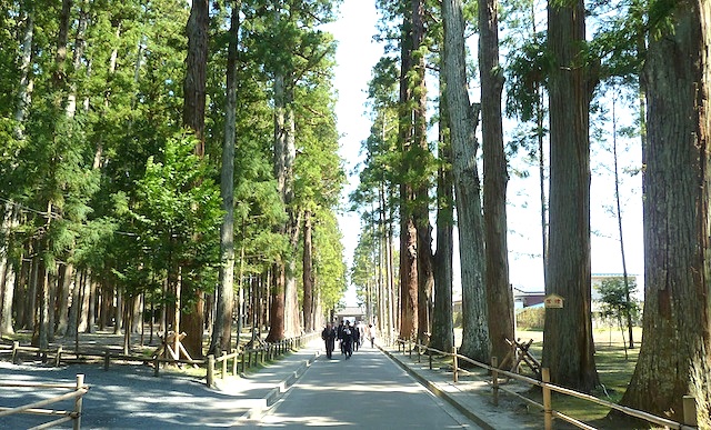 宮城県の松島の瑞巌寺の杉並木