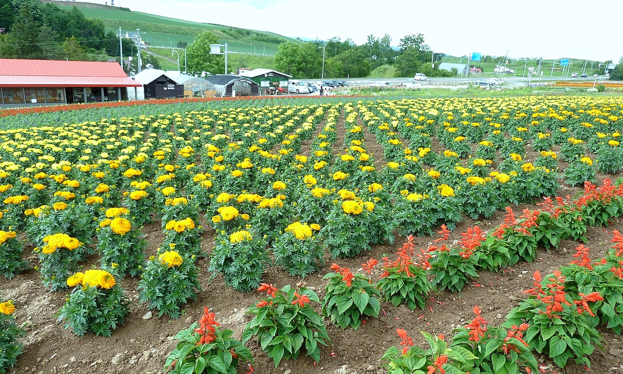 北海道の美瑛の観光旅行 美馬牛のかんのファーム