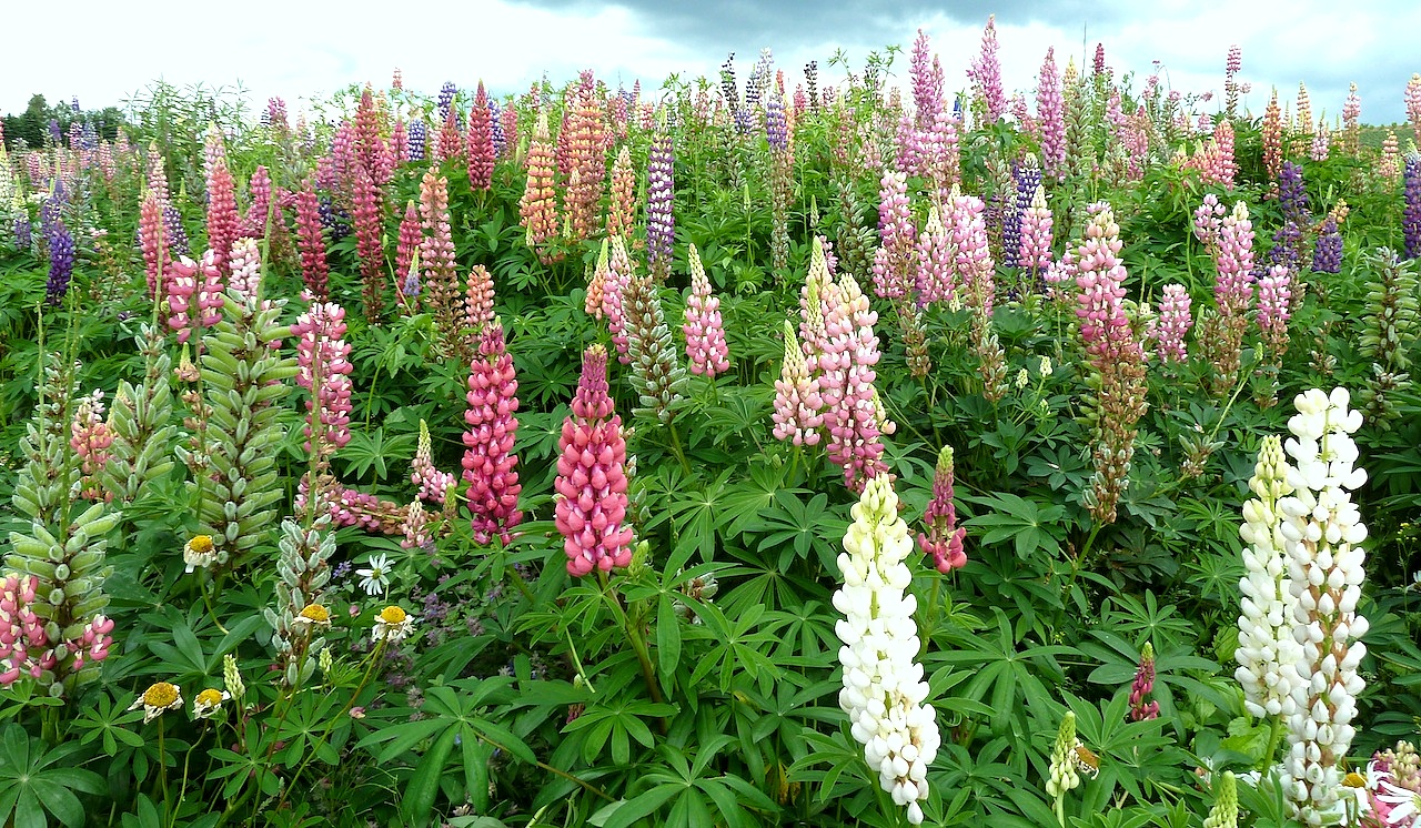 北海道の美瑛の観光旅行 美馬牛のかんのファーム