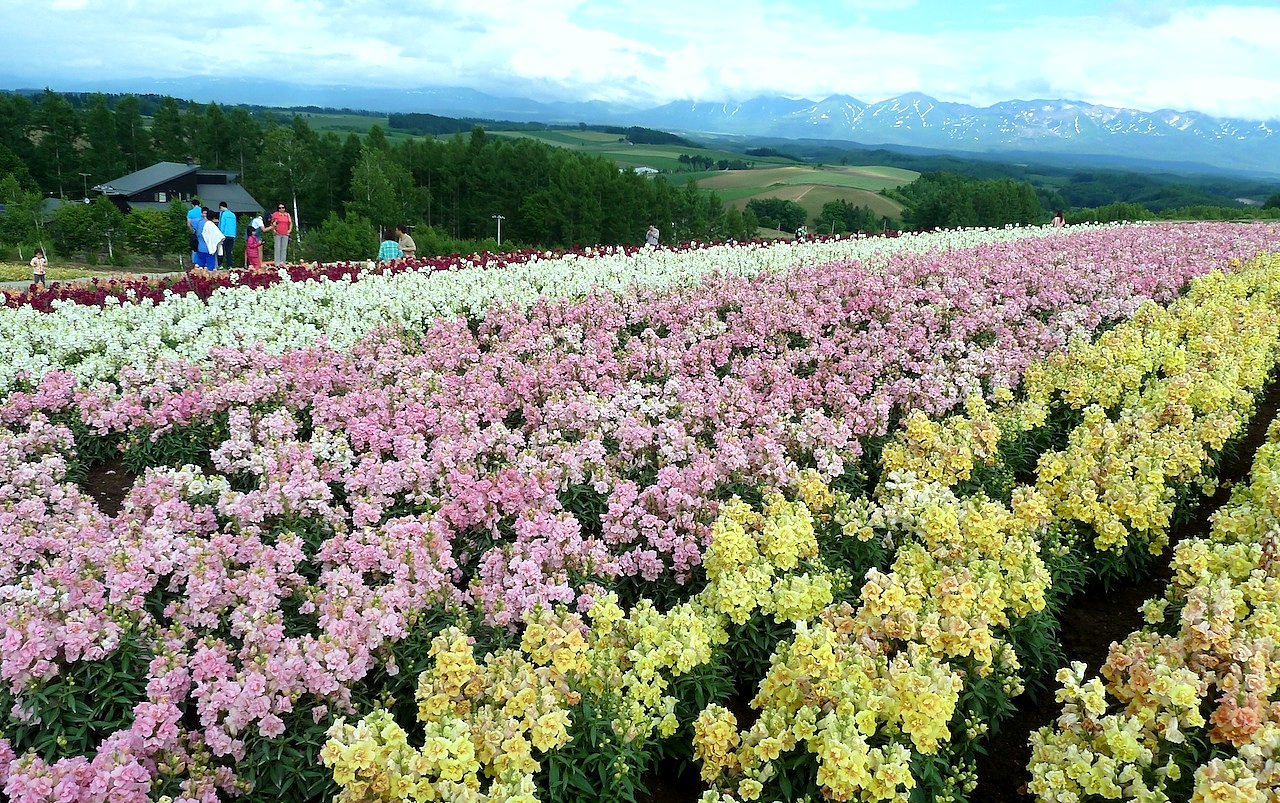 北海道の美瑛の観光旅行 美馬牛の四季彩の丘の花畑