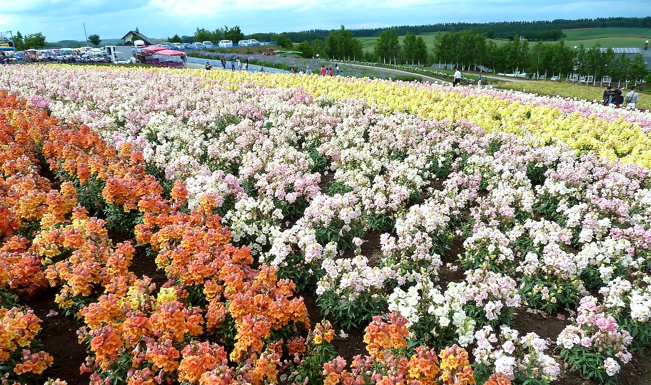 北海道の美瑛の観光旅行 美馬牛の四季彩の丘の花畑