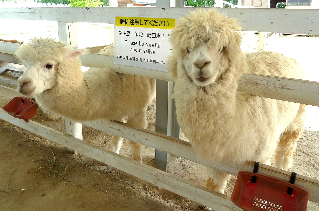 北海道の美瑛の観光旅行 美馬牛の四季彩の丘のアルパカ牧場