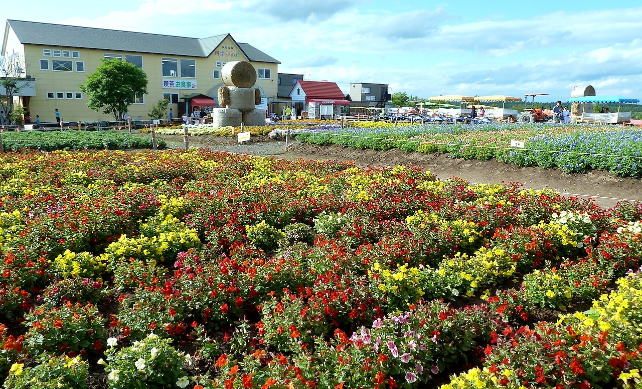 北海道の美瑛の観光旅行 美馬牛の四季彩の丘の花畑