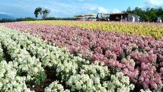 【北海道旅行】美瑛パッチワークの路の観光から四季彩の丘のアルパカまで
