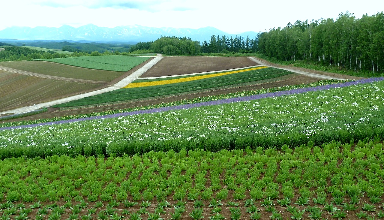 北海道の美瑛の観光旅行 美馬牛の四季彩の丘からの眺め