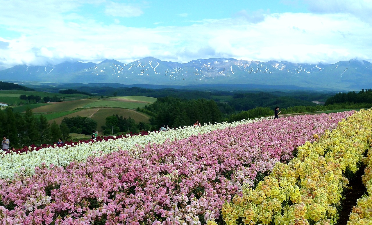 北海道の美瑛の観光旅行 美馬牛の四季彩の丘の花畑と十勝岳連峰