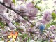 大阪で一番有名な桜を見てきたよ！造幣局の通り抜け