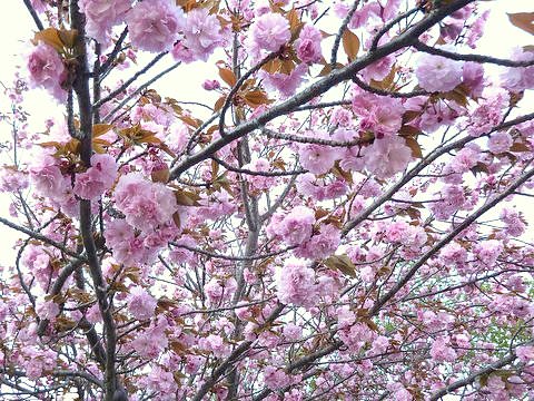 大阪造幣局の桜の通り抜け 昼