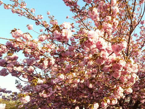 大阪造幣局の桜の通り抜け 昼