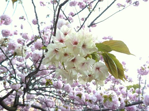 大阪造幣局の桜の通り抜け 昼