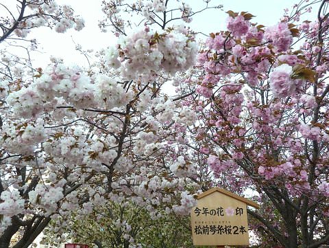 大阪造幣局の桜の通り抜け 昼