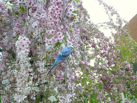 大阪造幣局の桜の通り抜けと青インコ