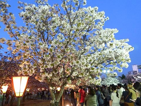 大阪造幣局の桜の通り抜け 夜
