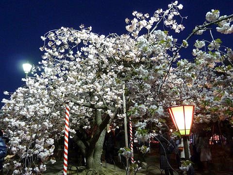 大阪造幣局の桜の通り抜け 夜